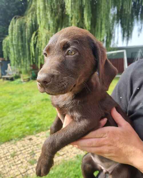 Gorgeous Chocolate Labrador Female Puppy Ready Now 