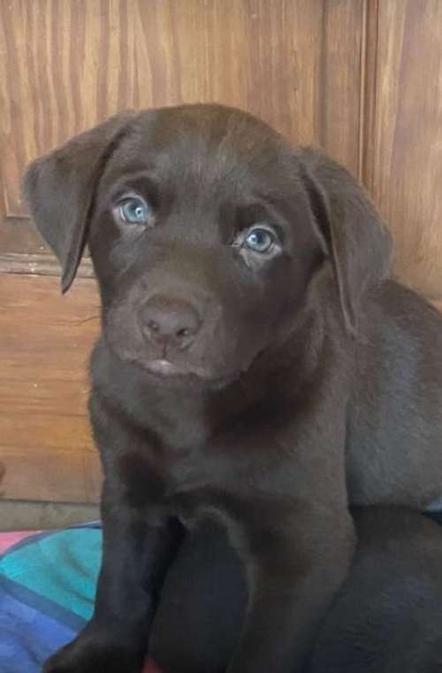 Gorgeous chocolate Labrador puppies for sale in Doncaster, South Yorkshire
