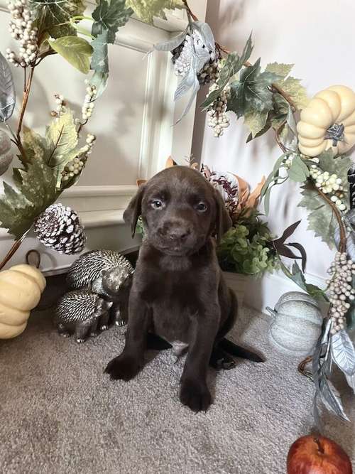 Gorgeous chocolate Labrador puppies for sale in Goole, East Riding of Yorkshire