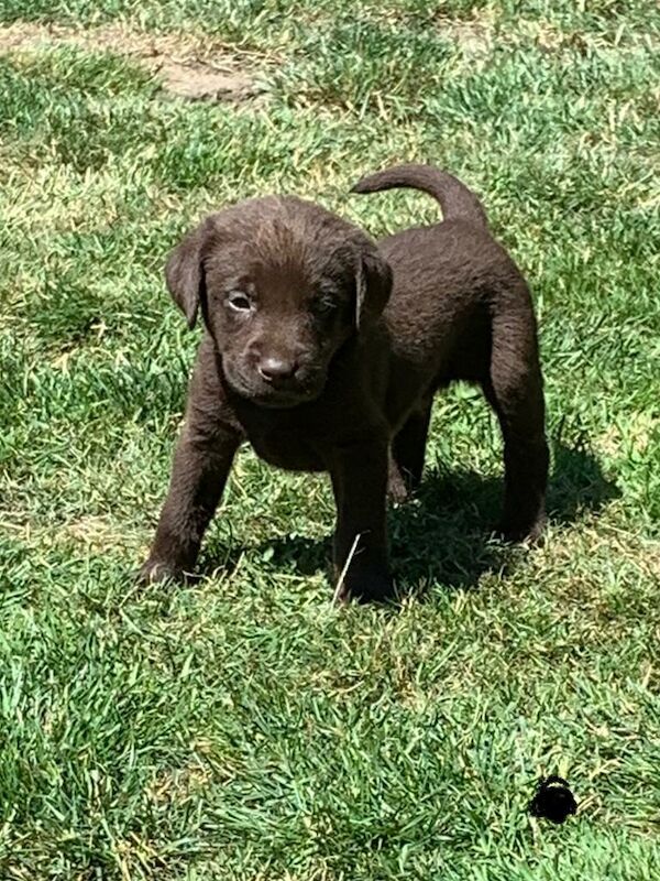 Gorgeous Chocolate-Silver Labrador Puppies For Sale in Tonbridge, Kent ...