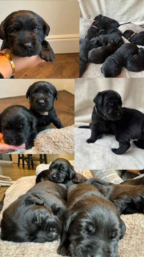 Gorgeous Chunky Black Labrador puppies for sale in Bromley, Bromley, Greater London