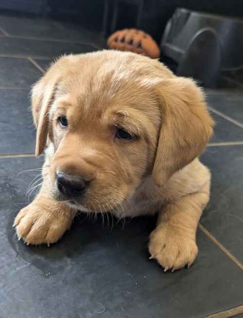 Gorgeous chunky KC registered lab pups for sale in Shropshire