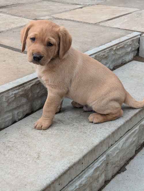 Gorgeous chunky KC registered lab pups for sale in Shropshire