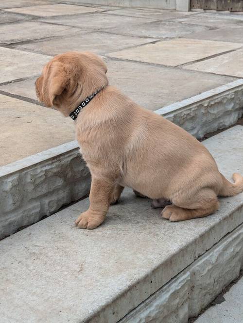 Gorgeous chunky KC registered lab pups for sale in Shropshire - Image 2