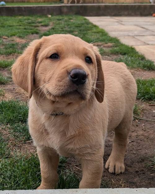 Gorgeous chunky KC registered lab pups for sale in Shropshire - Image 3