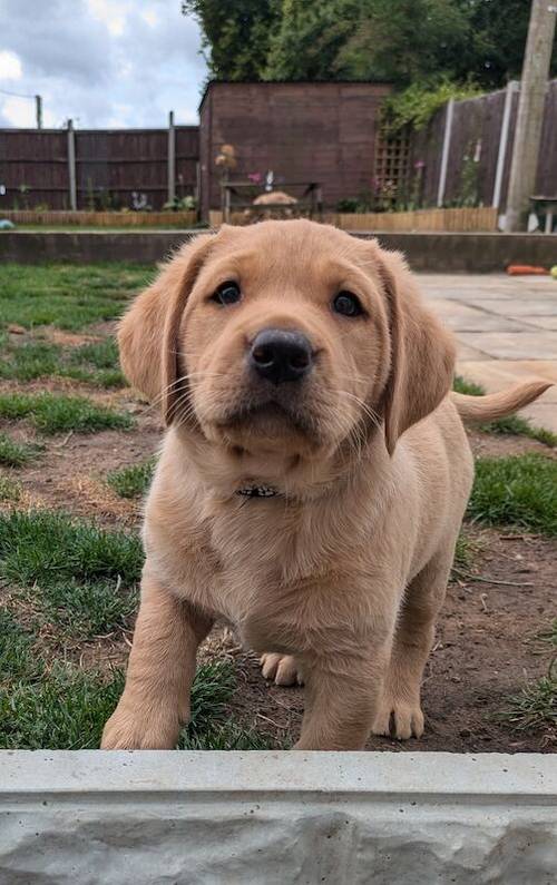 Gorgeous chunky KC registered lab pups for sale in Shropshire - Image 4