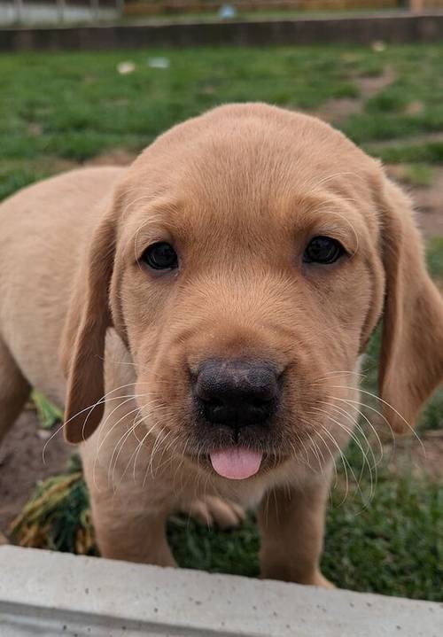 Gorgeous chunky KC registered lab pups for sale in Shropshire - Image 5