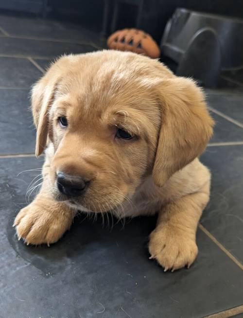 Gorgeous chunky KC registered lab pups for sale in Shropshire - Image 6