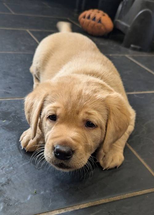 Gorgeous chunky KC registered lab pups for sale in Shropshire - Image 7