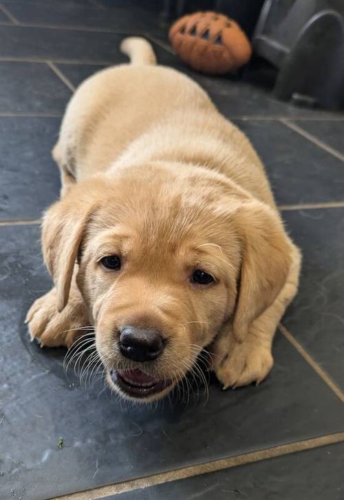 Gorgeous chunky KC registered lab pups for sale in Shropshire - Image 8