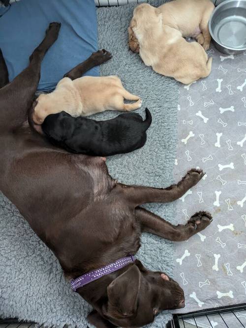 Gorgeous chunky KC registered lab pups for sale in Shropshire - Image 11