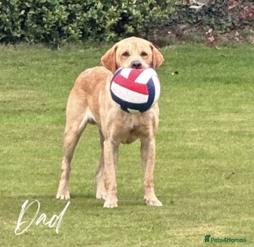 1 BEAUTIFUL GOLDEN LAB BOY READY NOW!!! for sale in Attleborough, Norfolk - Image 2