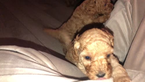 Gorgeous cockapoo puppies for sale in SR5 5SU