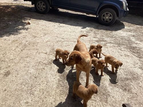 Gorgeous Fox red / dark yellow working family pups for sale in Combs, Derbyshire