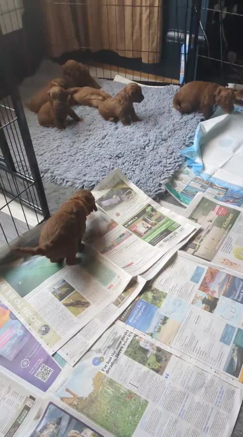 Gorgeous Fox Red F1bb Cockapoo Puppies for sale in Brighton and Hove, East Sussex