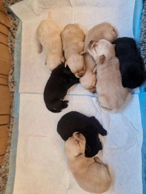 Gorgeous French Labradors / Frenchador puppies for sale in Bourne, Lincolnshire