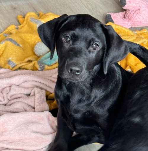 Gorgeous Fully Vaccinated KC reg Black Boy Pup for sale in Goole, East Riding of Yorkshire