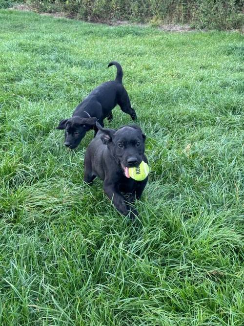 Gorgeous Fully Vaccinated KC reg Black Boy Pup for sale in Goole, East Riding of Yorkshire - Image 3