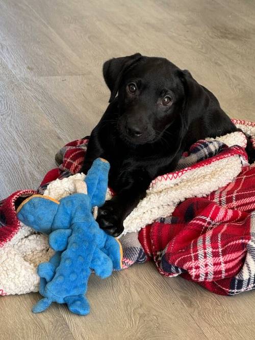 Gorgeous Fully Vaccinated KC reg Black Boy Pup for sale in Goole, East Riding of Yorkshire - Image 4