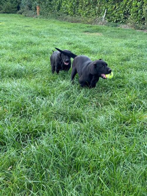 Gorgeous Fully Vaccinated KC reg Black Boy Pup for sale in Goole, East Riding of Yorkshire - Image 5