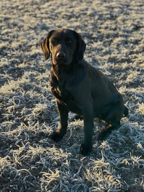 Gorgeous Fully Vaccinated KC reg Black Boy Pup for sale in Goole, East Riding of Yorkshire - Image 6