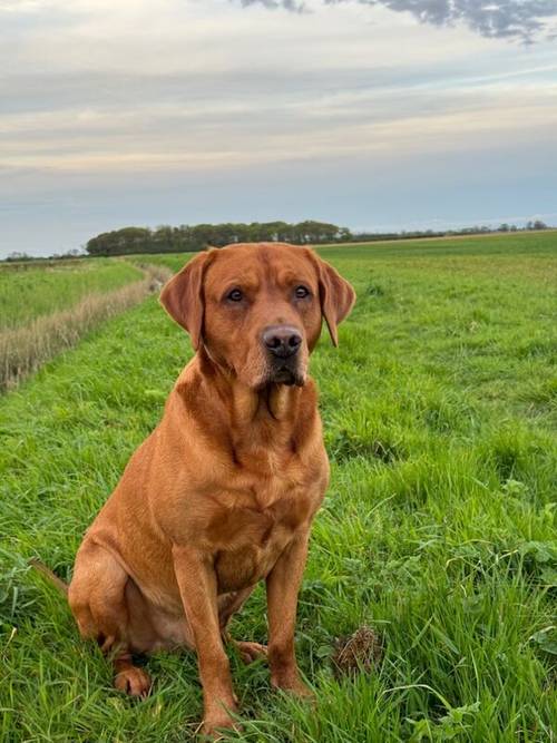 Gorgeous Fully Vaccinated KC reg Black Boy Pup for sale in Goole, East Riding of Yorkshire - Image 8