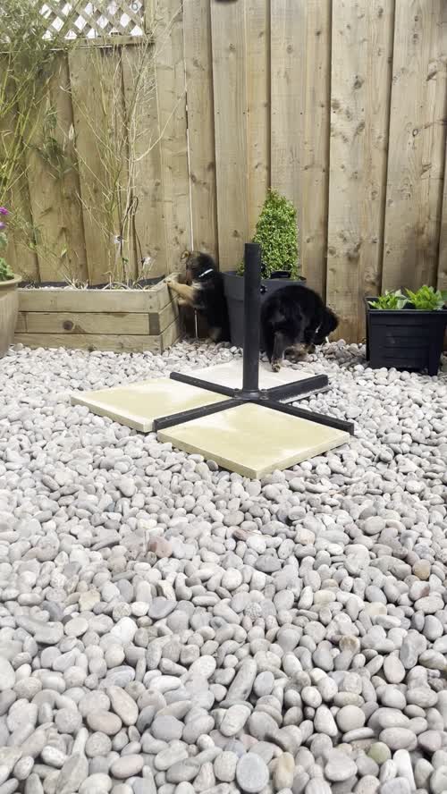 Gorgeous GSD puppies for sale in Kilsyth, Dunbartonshire