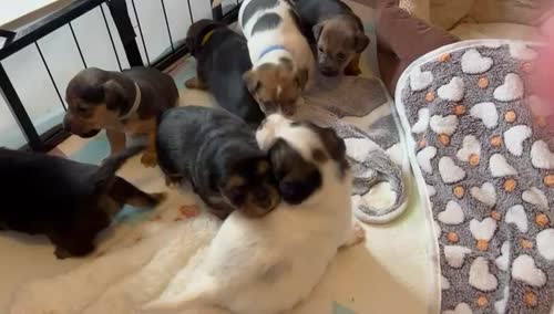 Gorgeous Jack Russell Puppies for sale in Chesterfield, Derbyshire