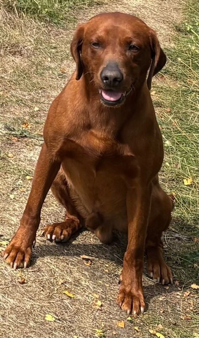 Labrador Retriever stud dog for stud in Doddington, Cambridgeshire – KC registered, 4 years old