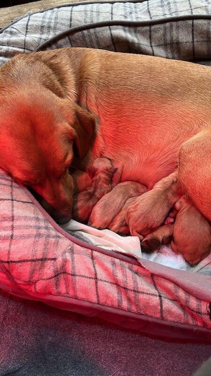 Labrador Retriever puppies for sale in Hexham, Northumberland – KC registered, 2 hours old - Image 2 of 8