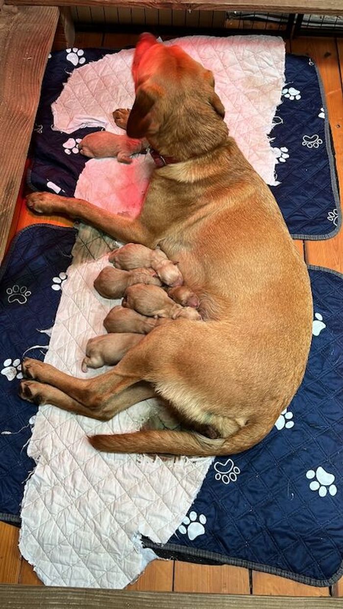 Labrador Retriever puppies for sale in Hexham, Northumberland – KC registered, 2 hours old - Image 3 of 8
