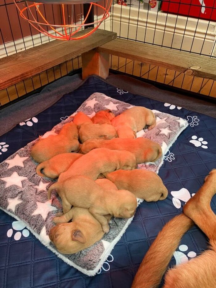 Labrador Retriever puppies for sale in Hexham, Northumberland – KC registered, 2 hours old - Image 5 of 8