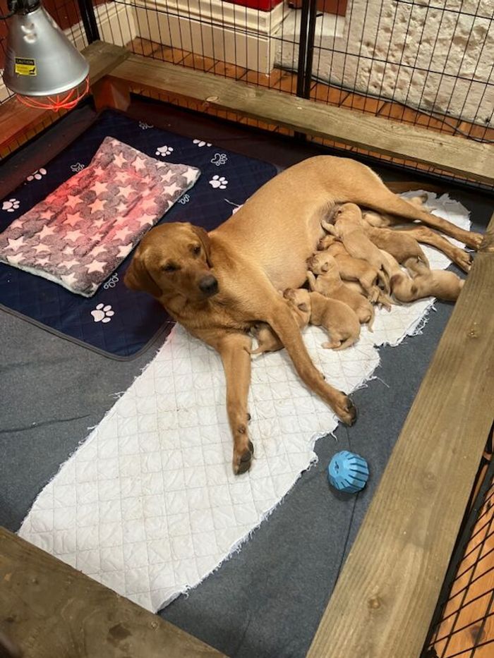 Labrador Retriever puppies for sale in Hexham, Northumberland – KC registered, 2 hours old - Image 7 of 8