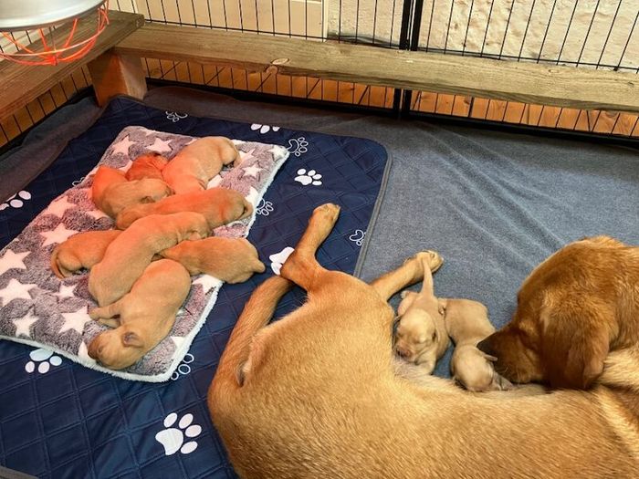 Labrador Retriever puppies for sale in Hexham, Northumberland – KC registered, 2 hours old - Image 8 of 8