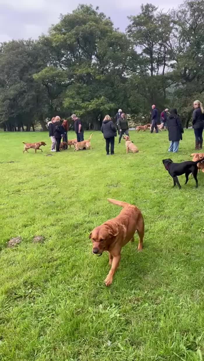 Labrador Retriever puppies for sale in Hexham, Northumberland – KC registered, 47 minutes old