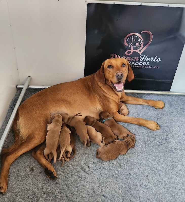 Kc puppies deals