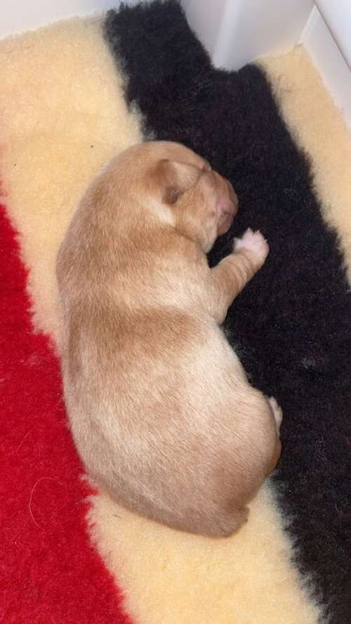 Gorgeous KC Labrador Puppies for sale in Kelso, Scottish Borders