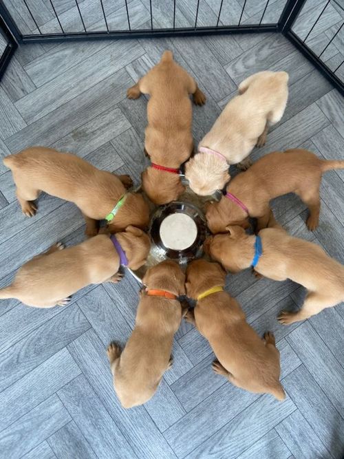 Gorgeous KC Reg Fox Red Labradors - Working Bloodline - FTCH Background - Health Tested for sale in Clitheroe, Lancashire