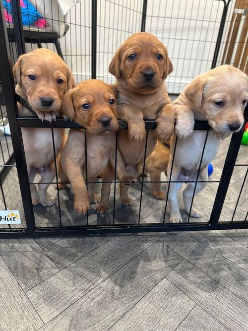 Gorgeous KC Reg Fox Red Labradors - Working Bloodline - FTCH Background - Health Tested for sale in Clitheroe, Lancashire