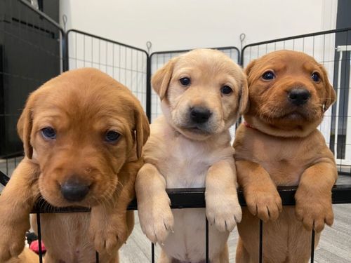 Gorgeous KC Reg Fox Red Labradors - Working Bloodline - FTCH Background - Health Tested for sale in Clitheroe, Lancashire