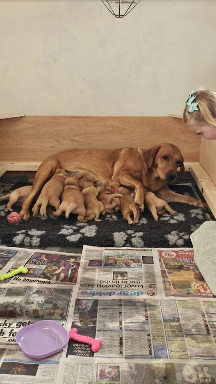 Labrador Retriever puppies for sale in Launceston, Cornwall – KC registered, 6 weeks old