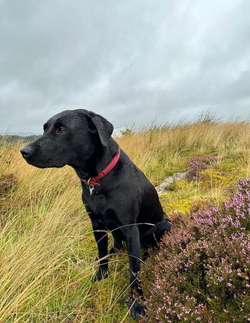 Gorgeous KC registered Black Lab puppies for sale in Milngavie, East Dunbartonshire | Image 1