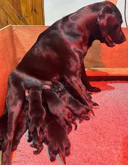 Gorgeous KC registered Black Lab puppies for sale in Milngavie, East Dunbartonshire | Image 2