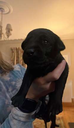 Gorgeous KC registered Black Lab puppies for sale in Milngavie, East Dunbartonshire | Image 3