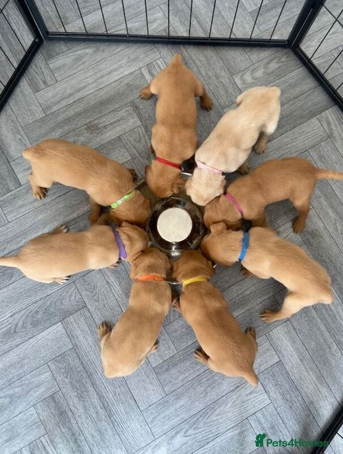 Gorgeous KC Registered Fox Red Labrador Pups š§” for sale in Blackburn, Lancashire