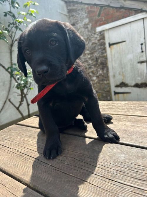 Gorgeous KC registered litter of Labrador puppies, 6 Black and 1 golden. 5 boys and 2 girl remaining for sale in Thornbury, Gloucestershire