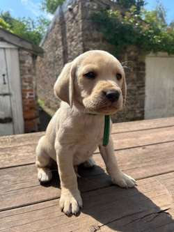 Gorgeous KC registered litter Labrador puppies, only 1 black boy remaining. for sale in Thornbury, Gloucestershire | Image 2