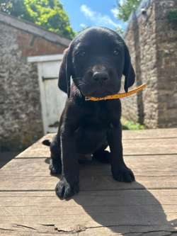 Gorgeous KC registered litter Labrador puppies, only 1 black boy remaining. for sale in Thornbury, Gloucestershire | Image 3