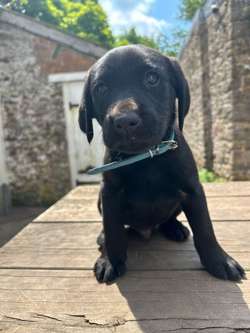 Gorgeous KC registered litter Labrador puppies, only 1 black boy remaining. for sale in Thornbury, Gloucestershire | Image 4