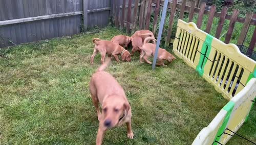 Gorgeous KC registered yellow labs looking for their forever homes for sale in Radstock, Somerset